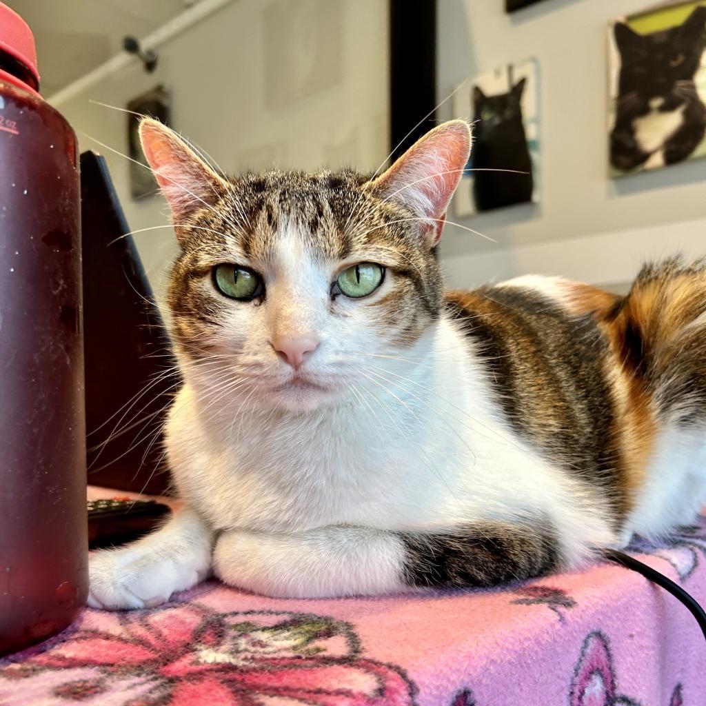 Zendaya 3, an adoptable Manx in Austin, TX, 78704 | Photo Image 2