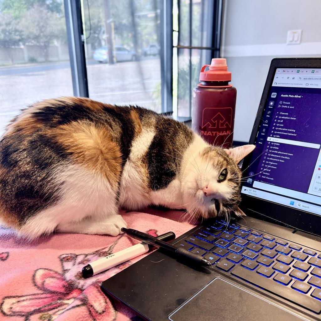 Zendaya 3, an adoptable Manx in Austin, TX, 78704 | Photo Image 3