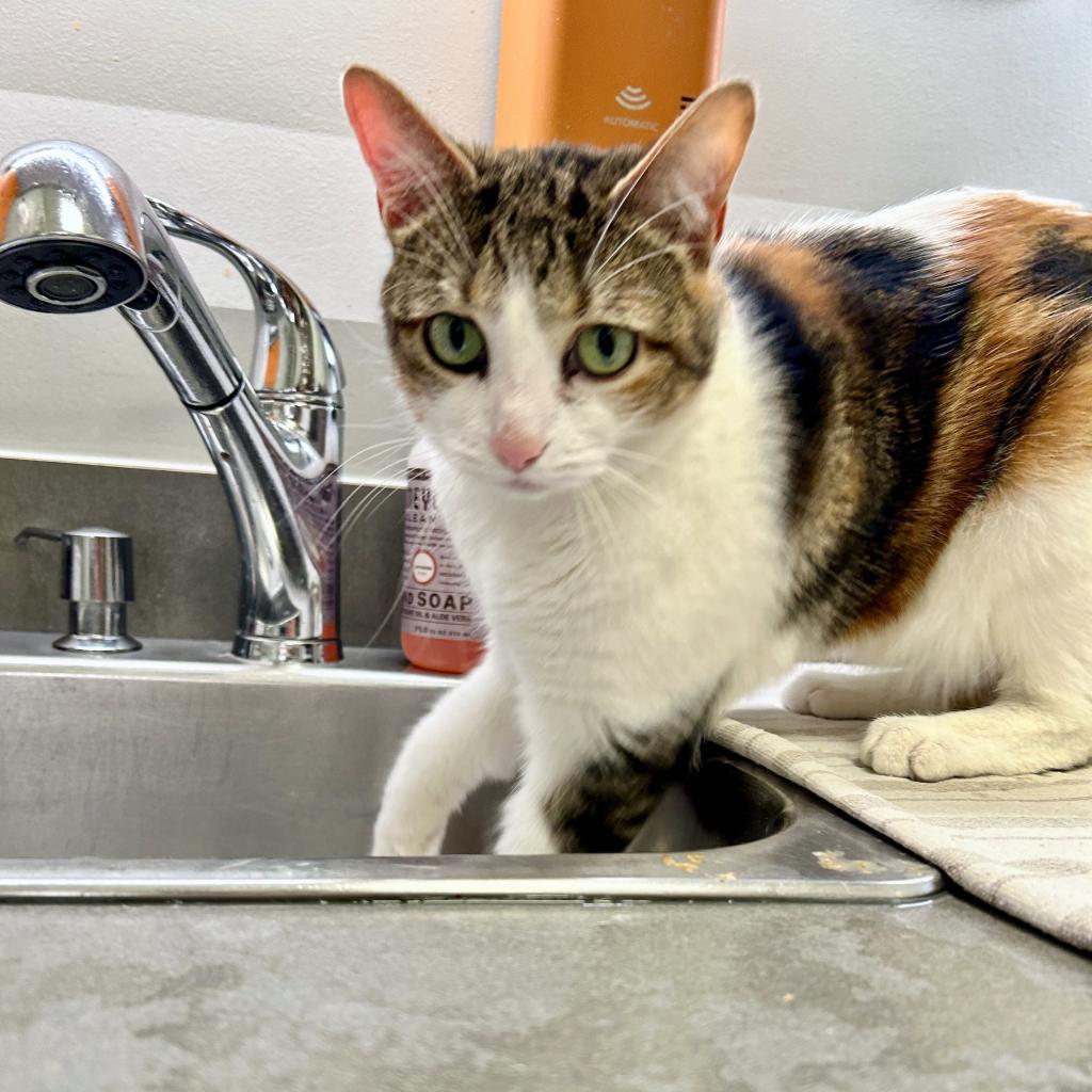 Zendaya 3, an adoptable Manx in Austin, TX, 78704 | Photo Image 4