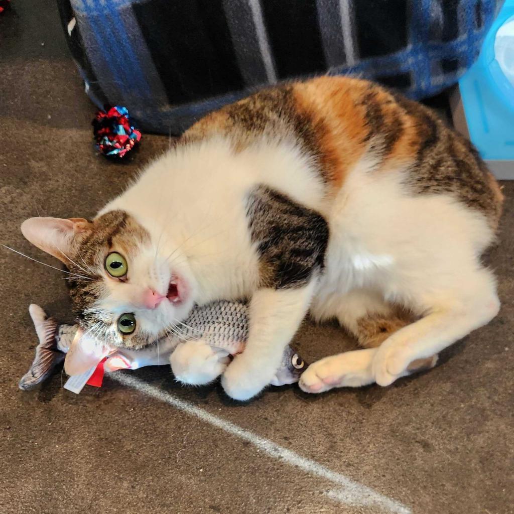 Zendaya 3, an adoptable Manx in Austin, TX, 78704 | Photo Image 5