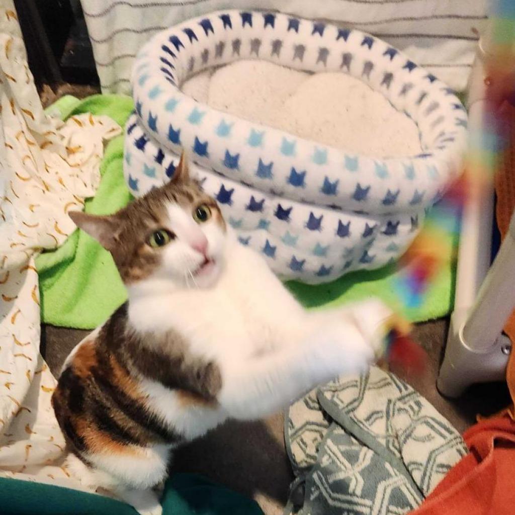 Zendaya 3, an adoptable Manx in Austin, TX, 78704 | Photo Image 6