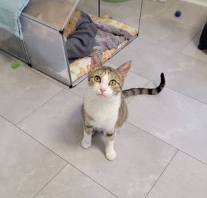 Pipp **Adoption Sponsored**