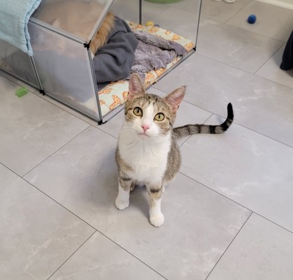 Pipp **Adoption Sponsored** 1