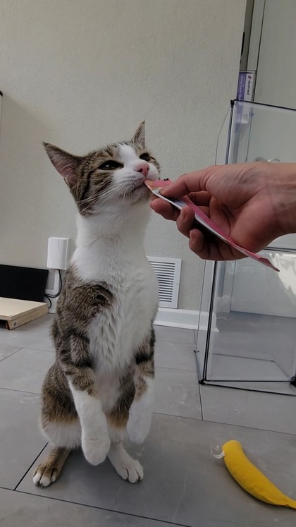 Pipp **Adoption Sponsored** 2