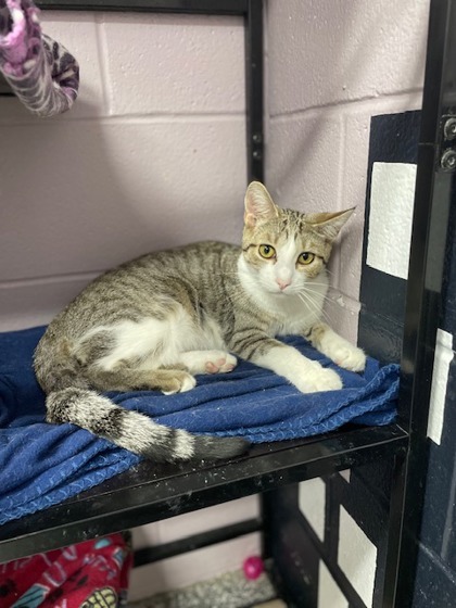 Pipp **Adoption Sponsored** 3