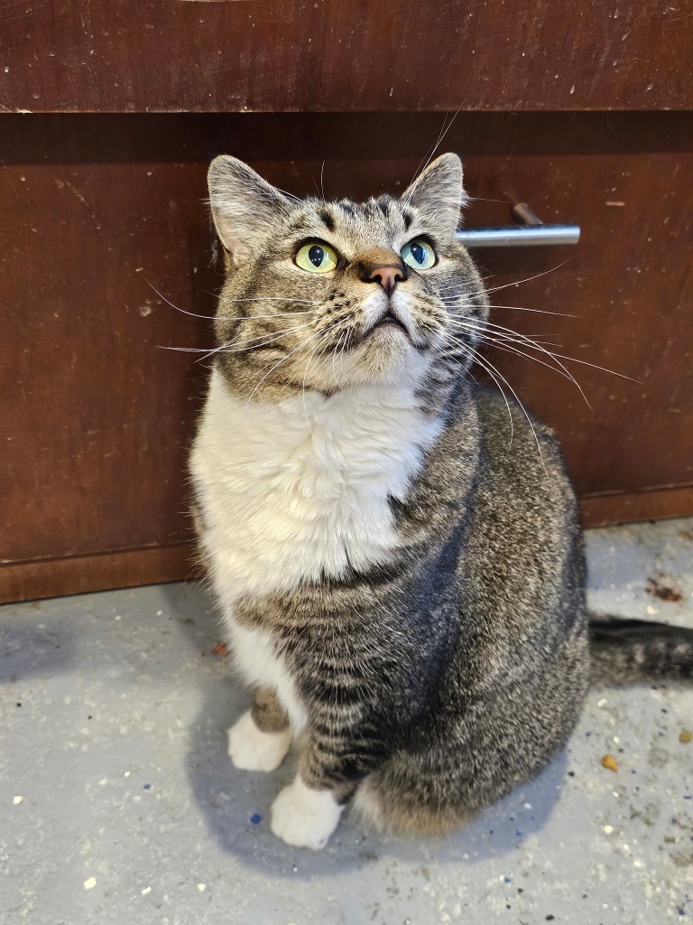 Macy, an adoptable Domestic Short Hair in Heber City, UT, 84032 | Photo Image 1