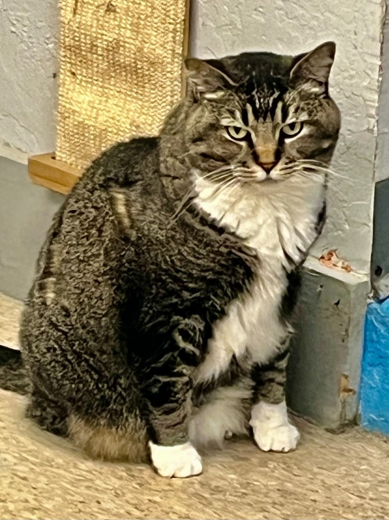 Macy, an adoptable Domestic Short Hair in Heber City, UT, 84032 | Photo Image 2