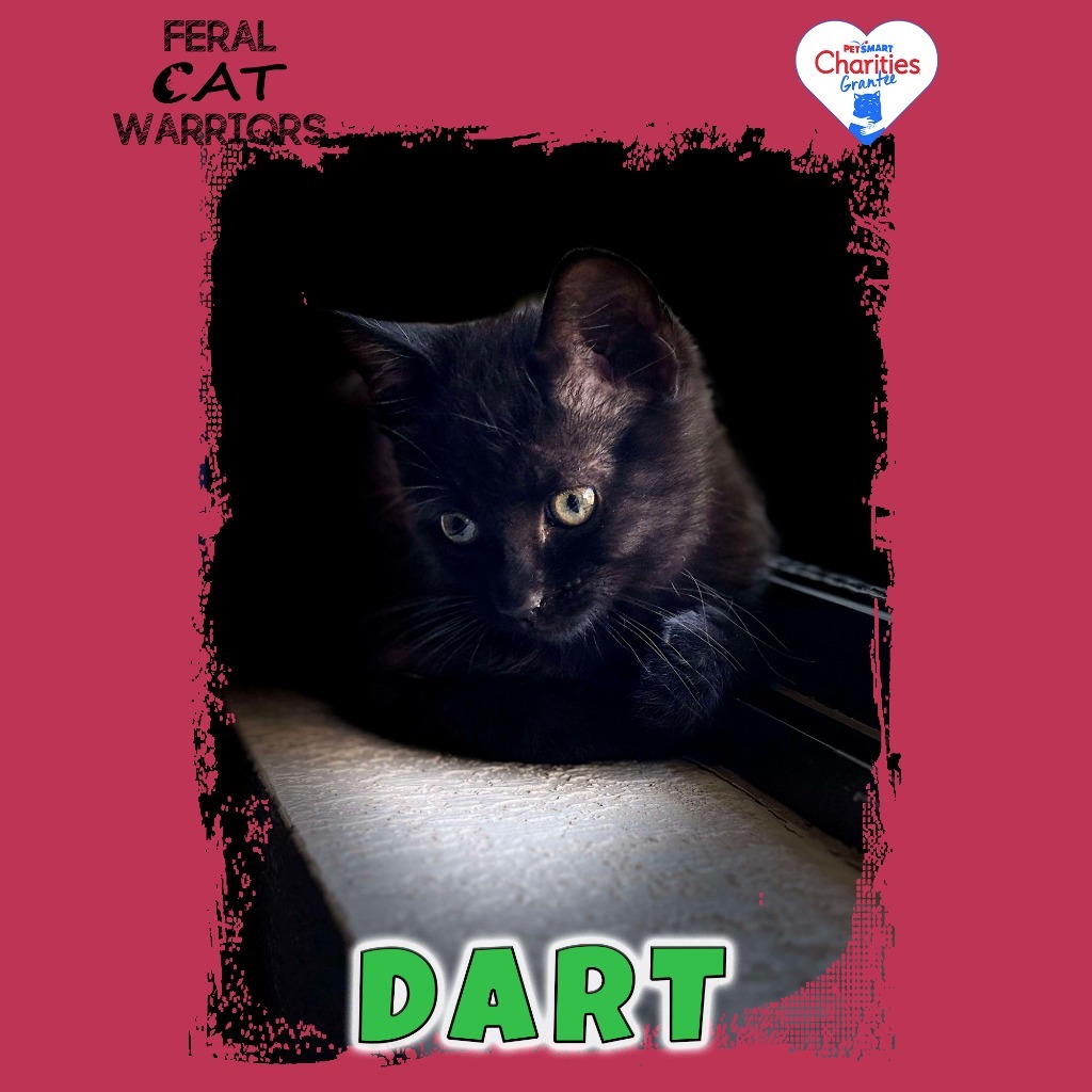 Dart, an adoptable Domestic Short Hair in Kingman, AZ, 86401 | Photo Image 1