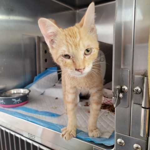 Flame, an adoptable Domestic Short Hair in Abilene, TX, 79602 | Photo Image 1