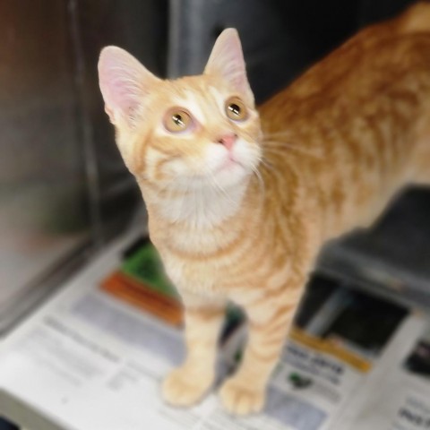 Bernie, an adoptable Domestic Short Hair in Abilene, TX, 79602 | Photo Image 1