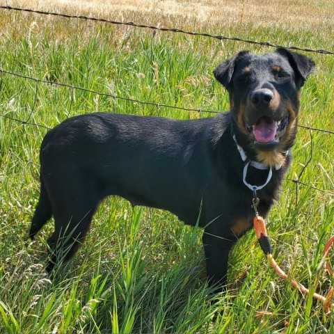 Autumn, an adoptable Mixed Breed in Lander, WY, 82520 | Photo Image 1