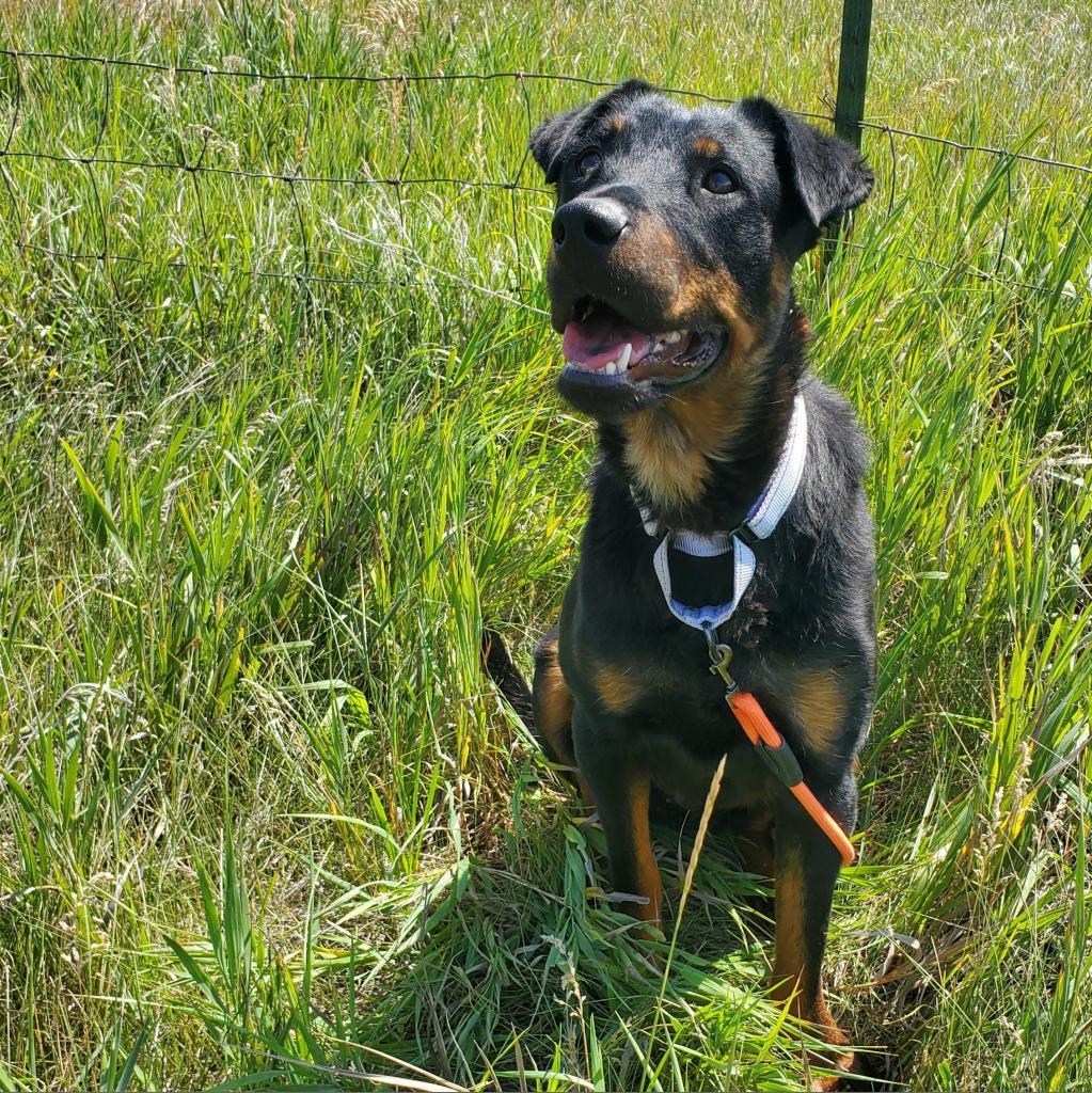 Autumn, an adoptable Mixed Breed in Lander, WY, 82520 | Photo Image 2