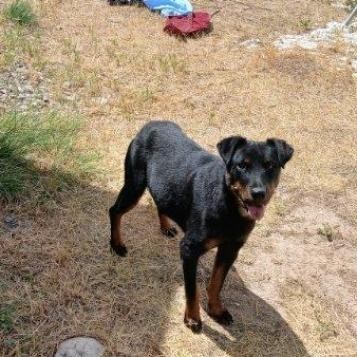 Autumn, an adoptable Mixed Breed in Lander, WY, 82520 | Photo Image 3