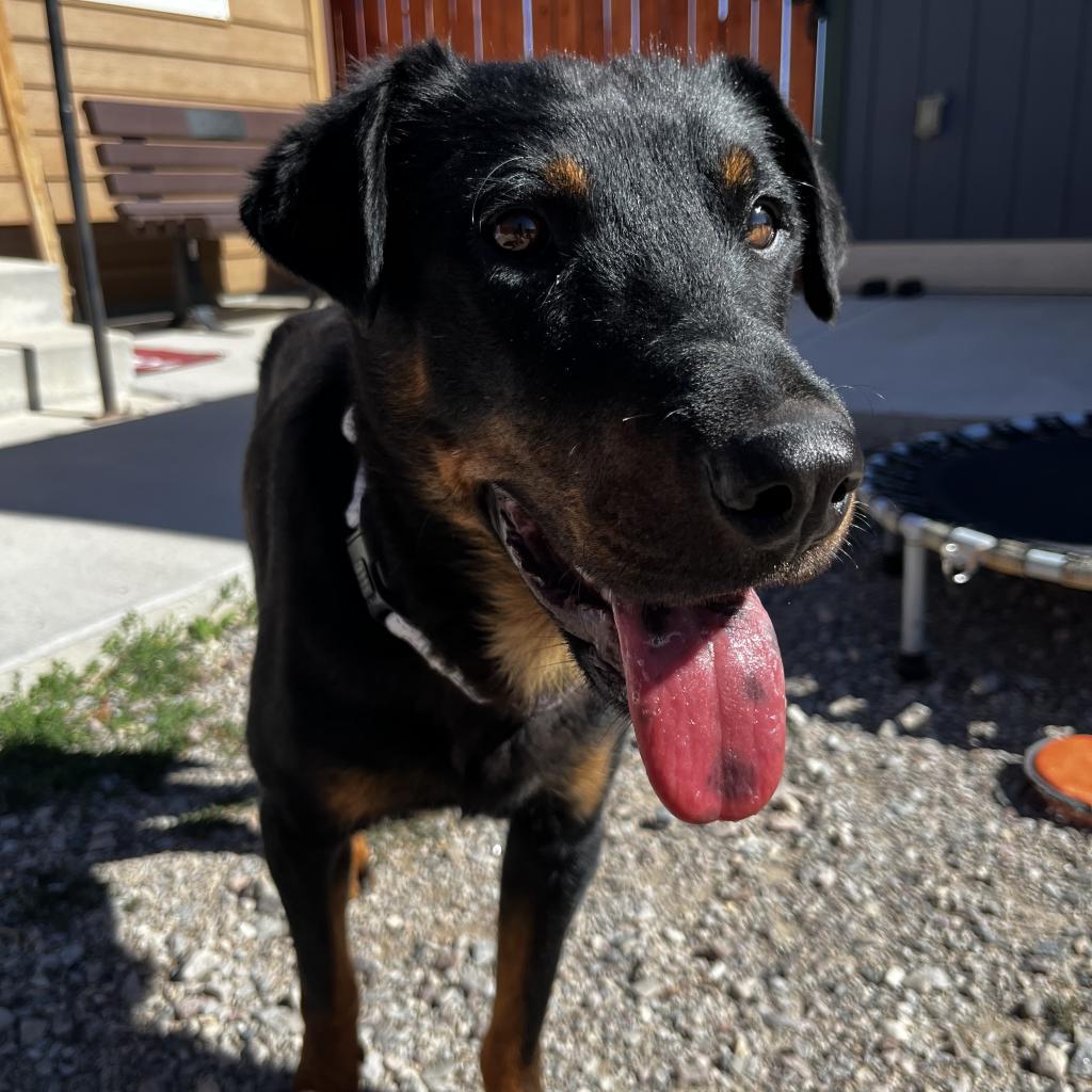 Autumn, an adoptable Mixed Breed in Lander, WY, 82520 | Photo Image 3