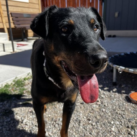 Autumn, an adoptable Mixed Breed in Lander, WY, 82520 | Photo Image 4