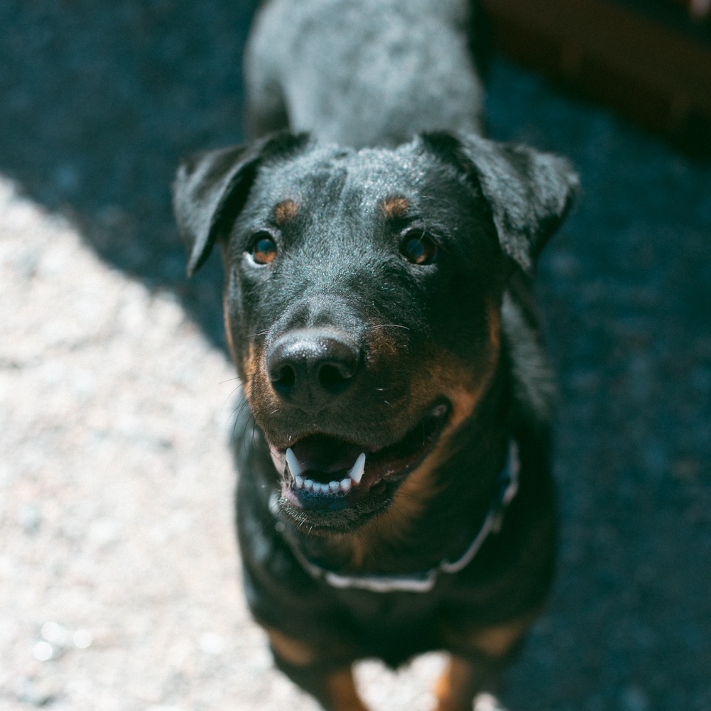 Autumn, an adoptable Mixed Breed in Lander, WY, 82520 | Photo Image 5