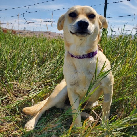 Margot, an adoptable Cardigan Welsh Corgi, Mixed Breed in Lander, WY, 82520 | Photo Image 1