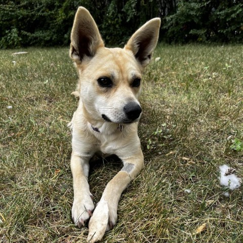 Margot, an adoptable Cardigan Welsh Corgi, Mixed Breed in Lander, WY, 82520 | Photo Image 2