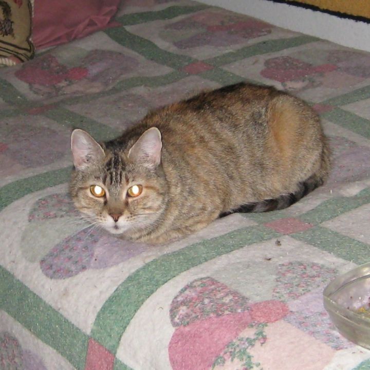 Olympia 1