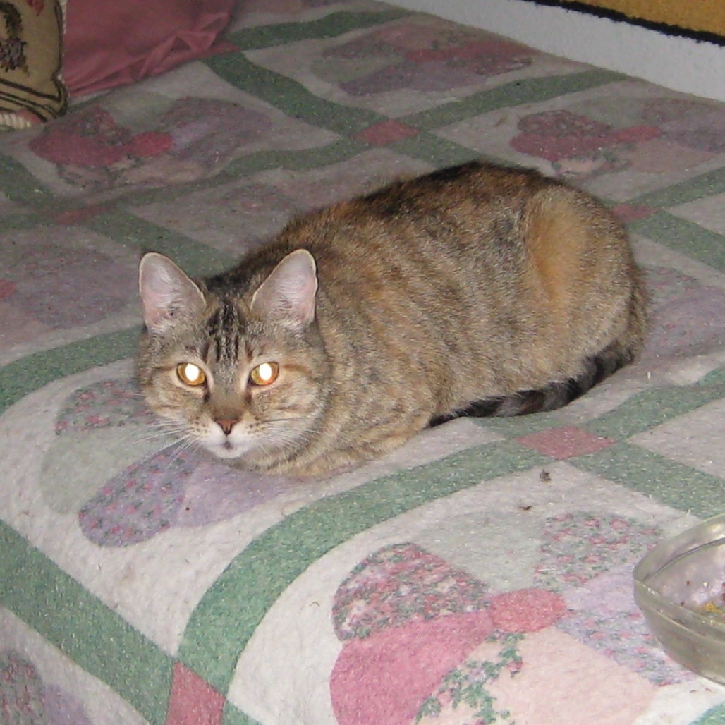 Olympia, an adoptable Domestic Short Hair in Eureka Springs, AR, 72632 | Photo Image 1