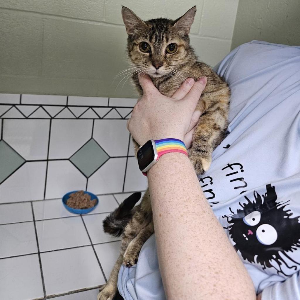 Olympia, an adoptable Domestic Short Hair in Eureka Springs, AR, 72632 | Photo Image 2