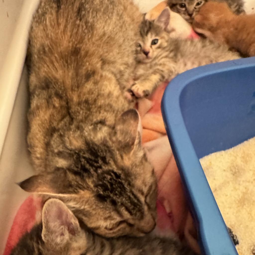 Olympia, an adoptable Domestic Short Hair in Eureka Springs, AR, 72632 | Photo Image 3