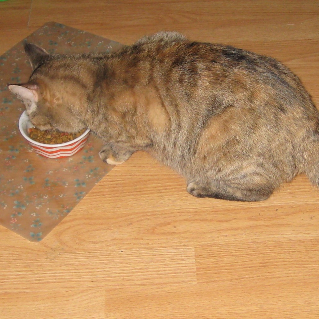 Olympia, an adoptable Domestic Short Hair in Eureka Springs, AR, 72632 | Photo Image 4