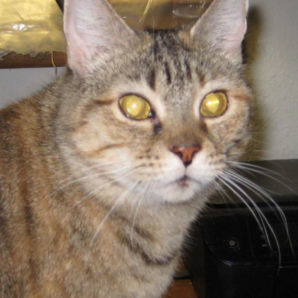 Olympia, an adoptable Domestic Short Hair in Eureka Springs, AR, 72632 | Photo Image 5