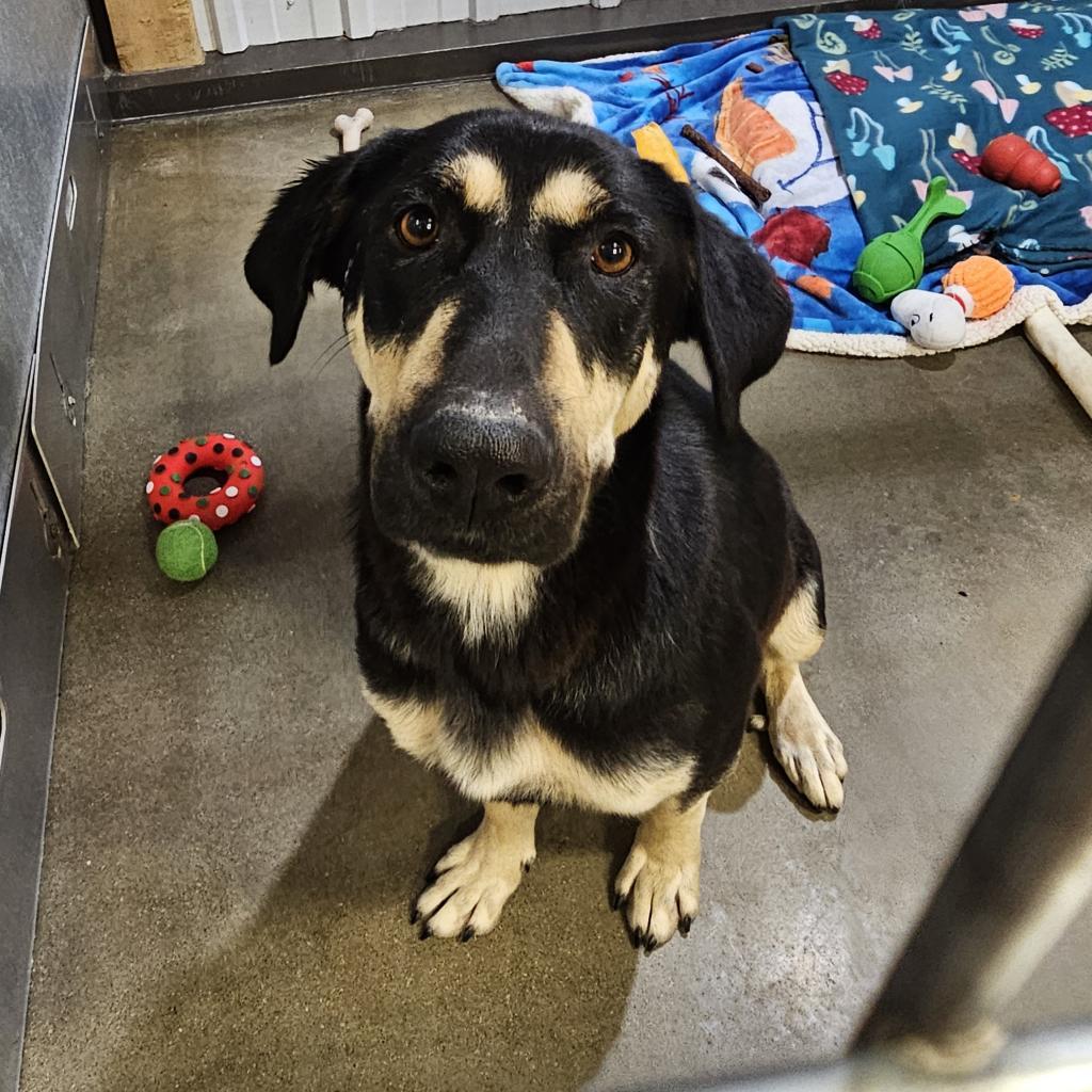 Lady, an adoptable Mixed Breed in Bismarck, ND, 58507 | Photo Image 4