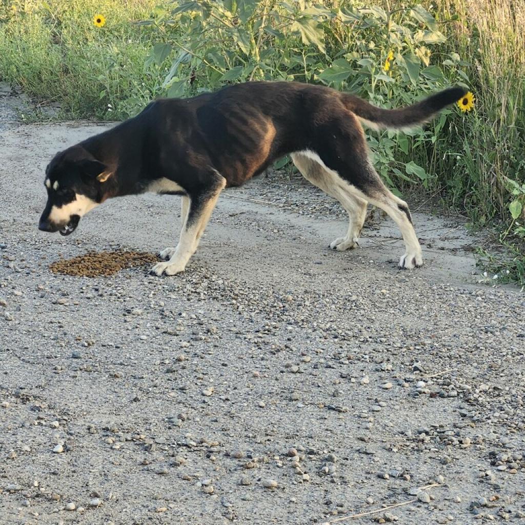 Lady, an adoptable Mixed Breed in Bismarck, ND, 58507 | Photo Image 5