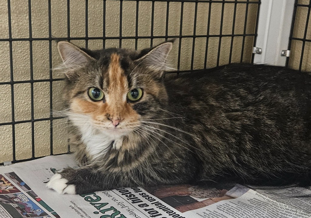 Jupiter, an adoptable Domestic Long Hair in Green River, WY, 82935 | Photo Image 1