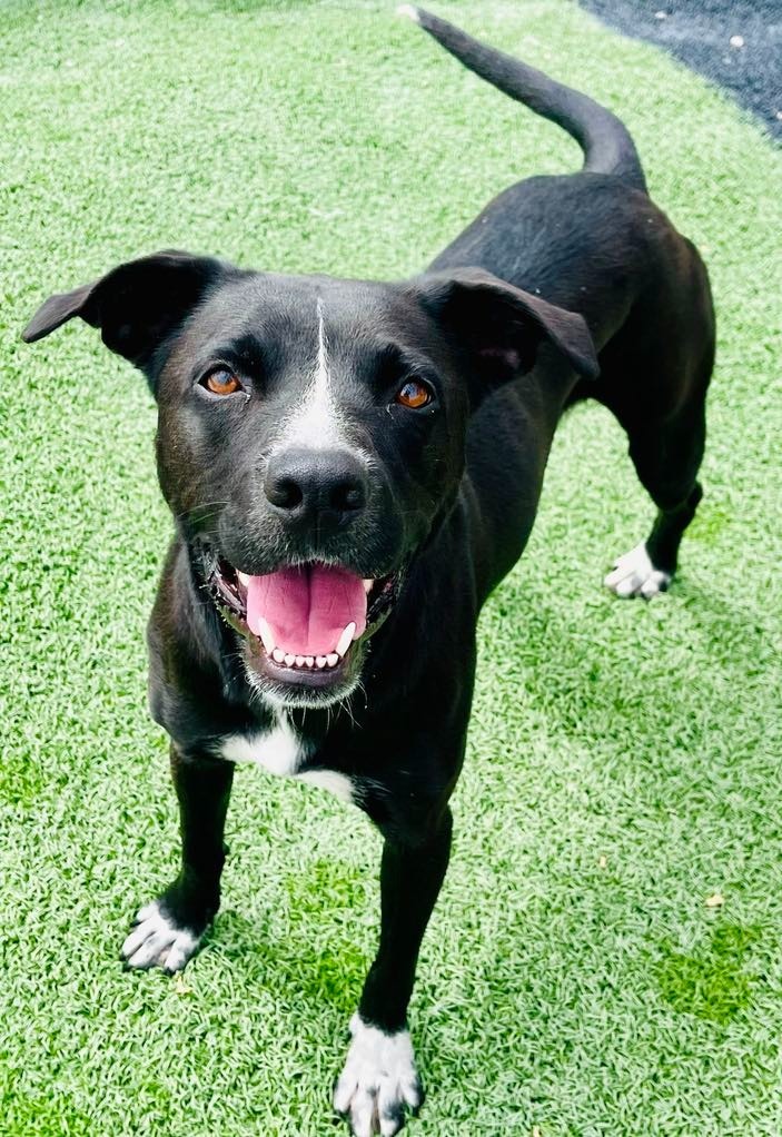 Bo, an adoptable Pit Bull Terrier, Mixed Breed in Green River, WY, 82935 | Photo Image 1