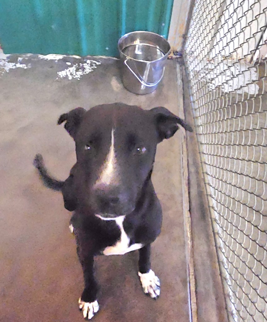 Bo, an adoptable Pit Bull Terrier, Mixed Breed in Green River, WY, 82935 | Photo Image 2