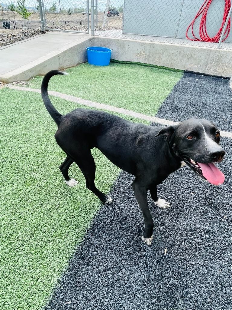 Bo, an adoptable Pit Bull Terrier, Mixed Breed in Green River, WY, 82935 | Photo Image 5