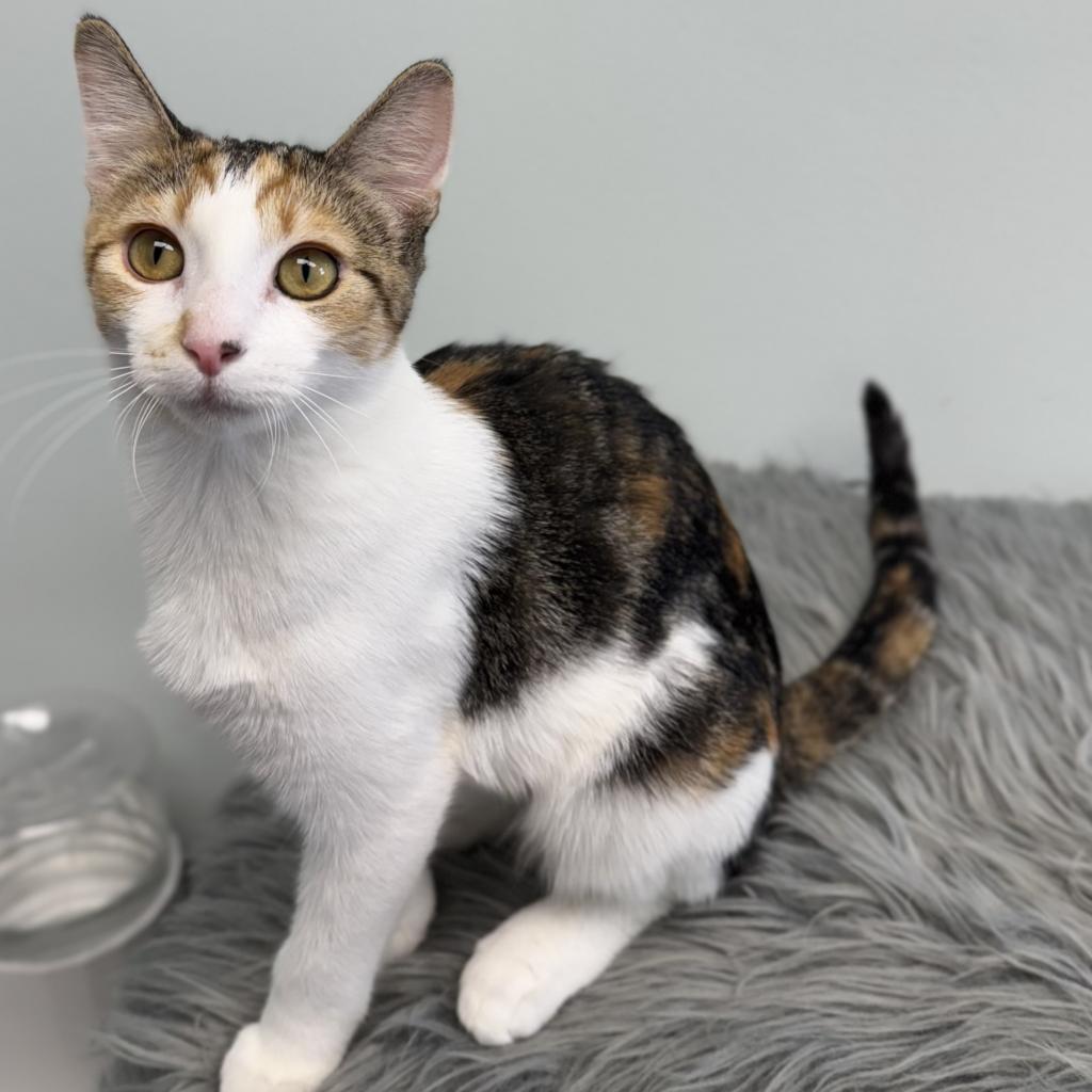 Aubrey, an adoptable Domestic Short Hair in Zimmerman, MN, 55398 | Photo Image 2