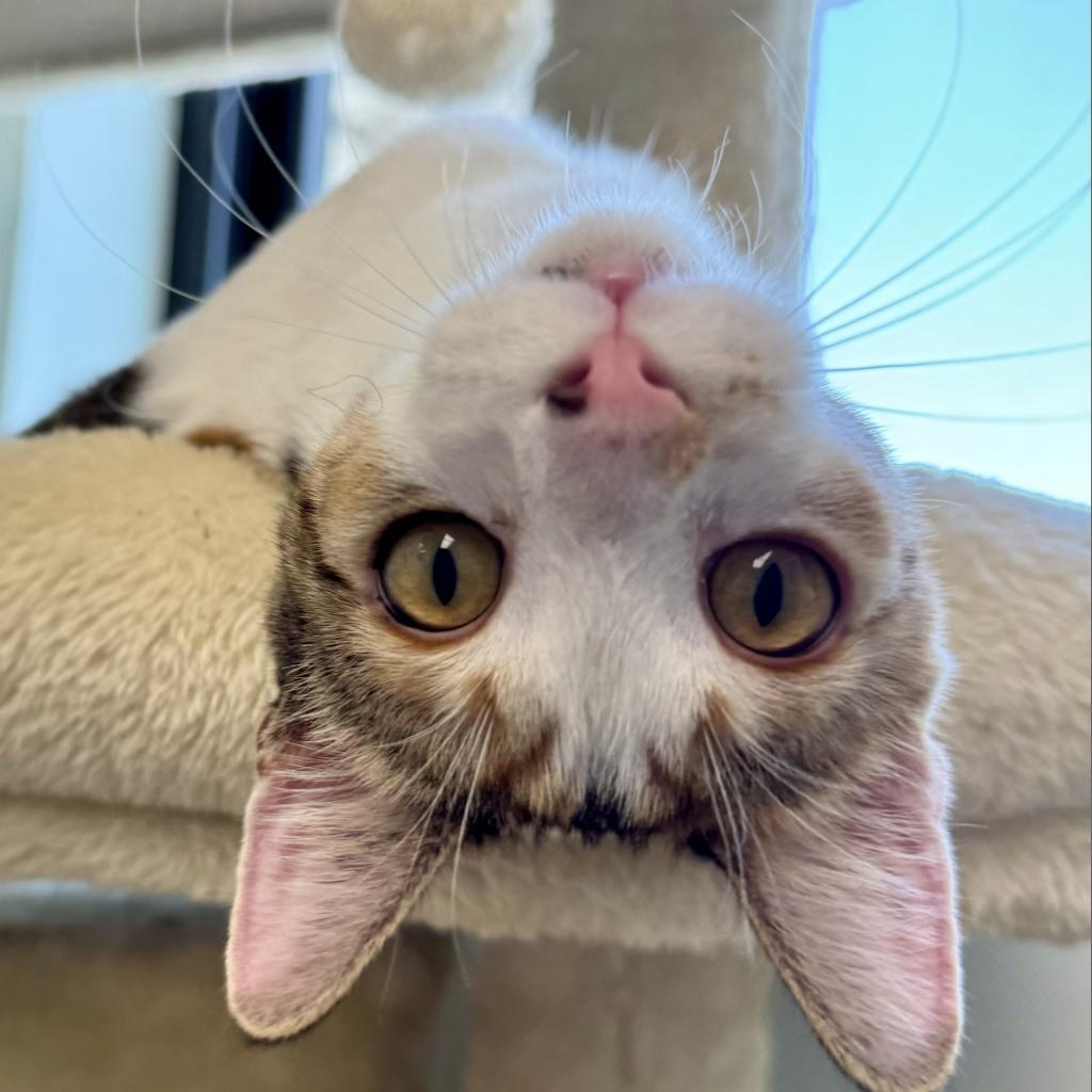Aubrey, an adoptable Domestic Short Hair in Zimmerman, MN, 55398 | Photo Image 5
