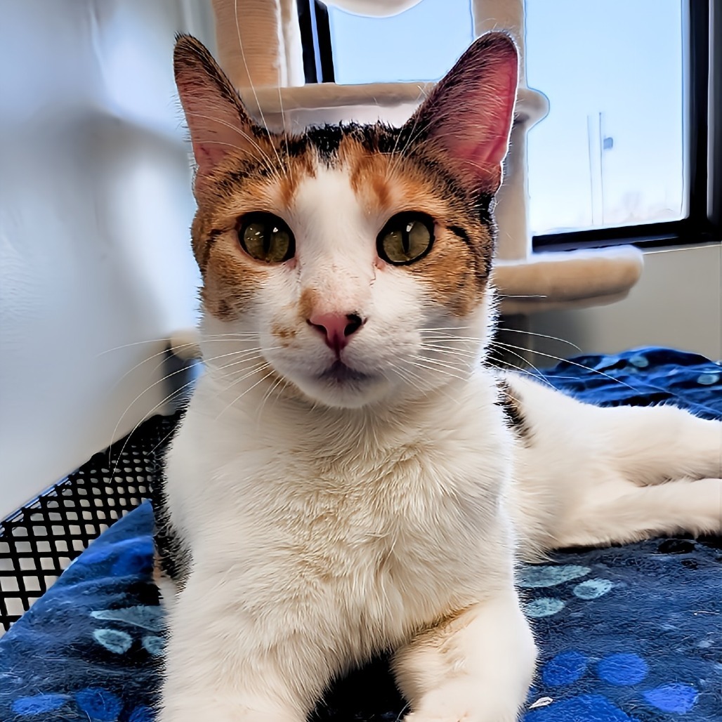Aubrey, an adoptable Domestic Short Hair in Zimmerman, MN, 55398 | Photo Image 6