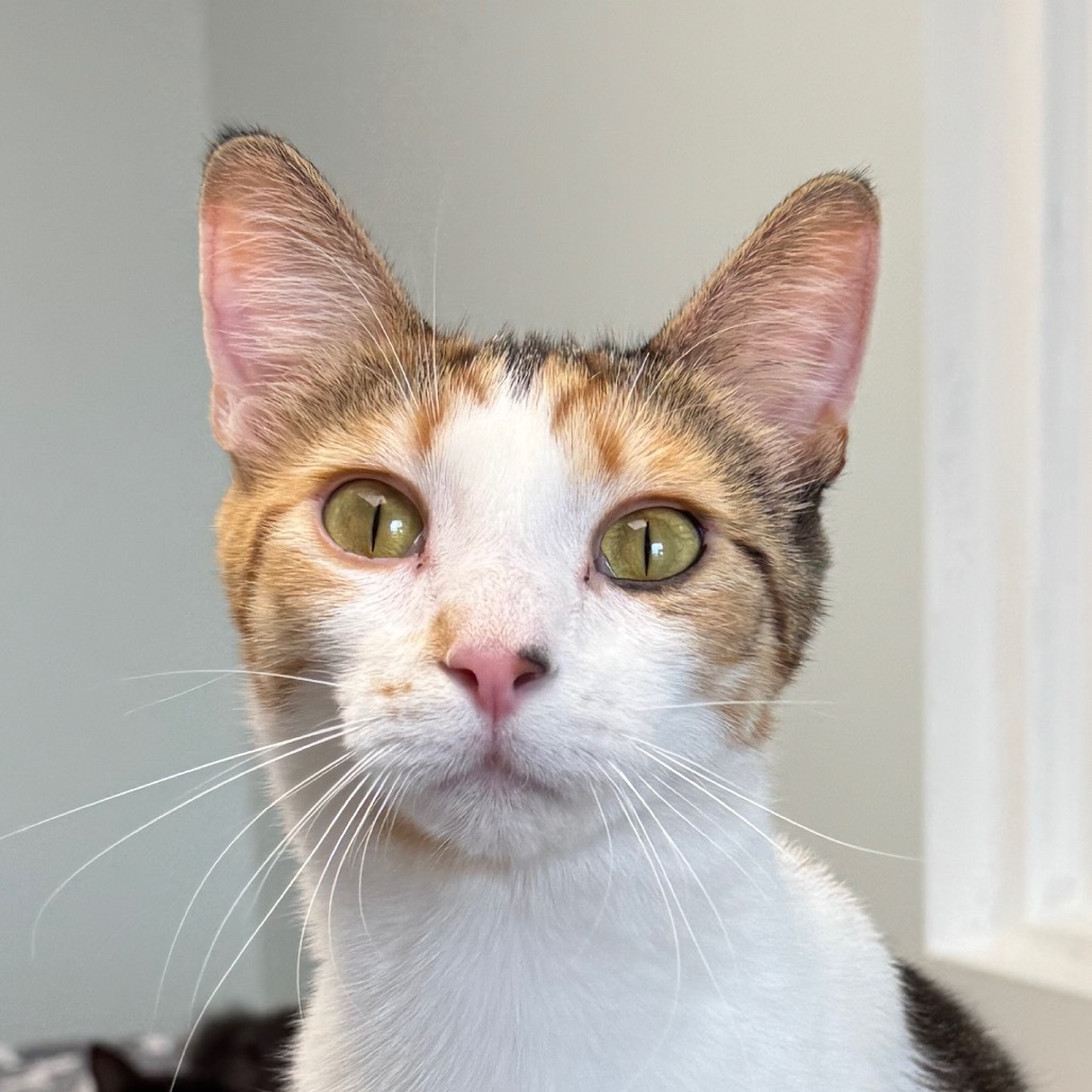 Aubrey, an adoptable Domestic Short Hair in Zimmerman, MN, 55398 | Photo Image 6
