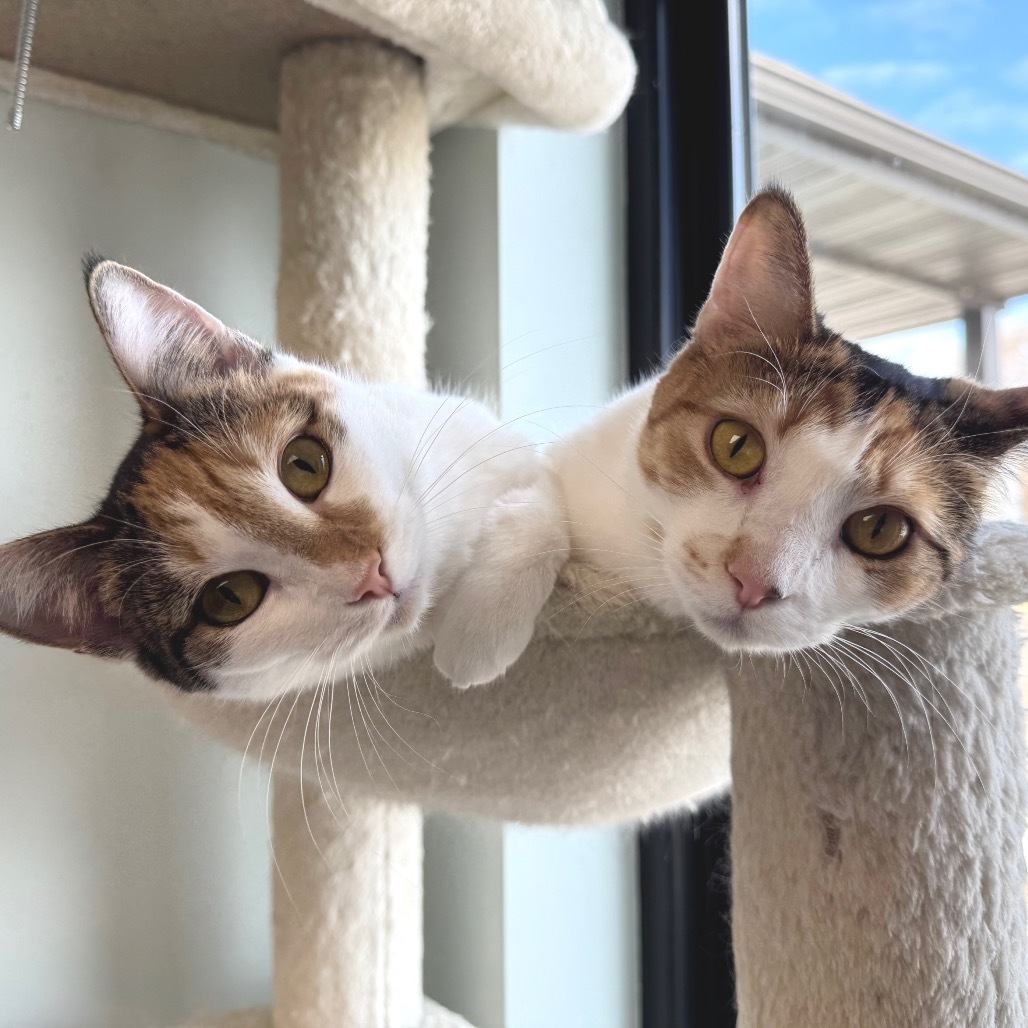 Circe, an adoptable Domestic Short Hair in Zimmerman, MN, 55398 | Photo Image 1