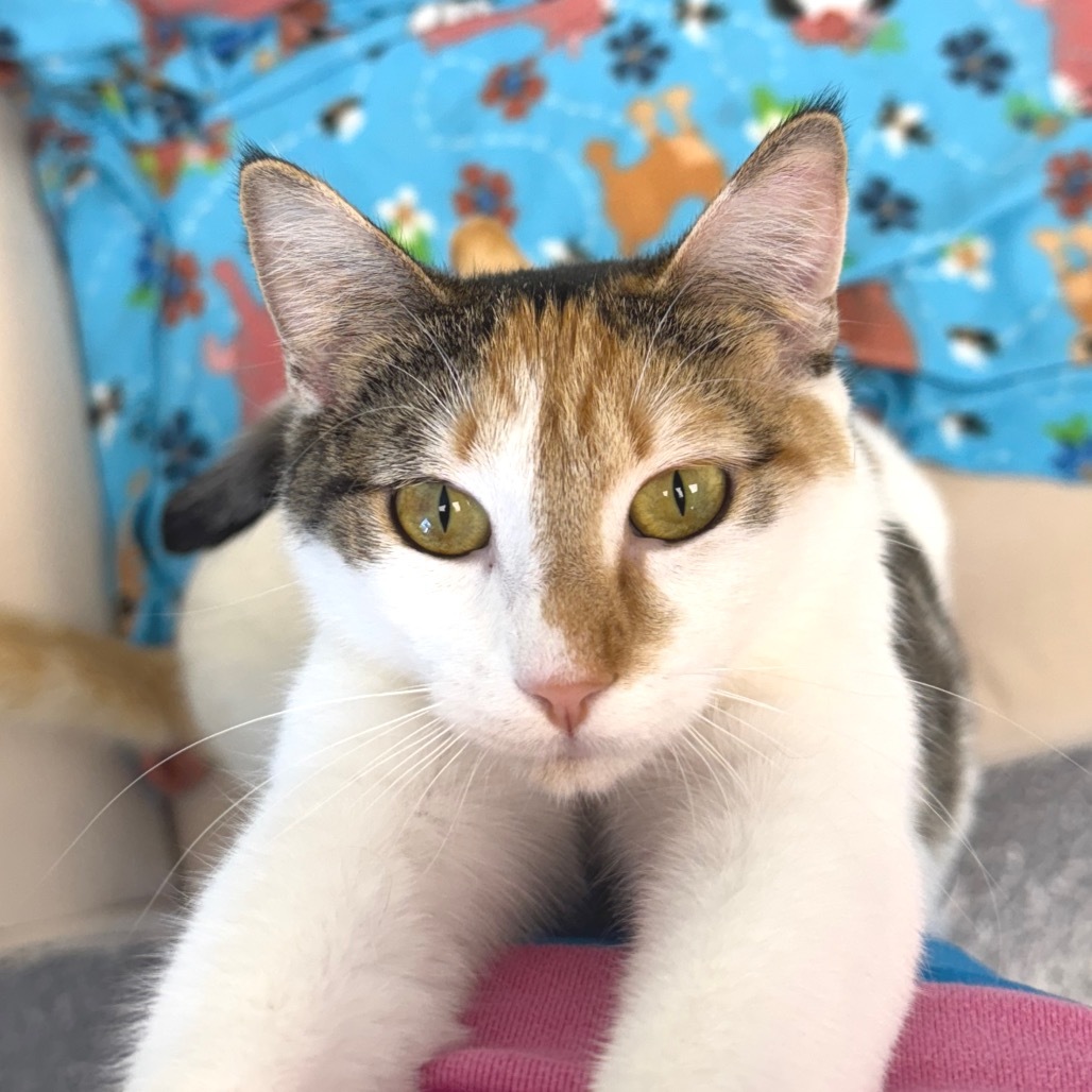 Circe, an adoptable Domestic Short Hair in Zimmerman, MN, 55398 | Photo Image 3