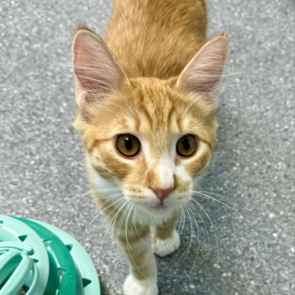 RJ, an adoptable Domestic Medium Hair in Zimmerman, MN, 55398 | Photo Image 2