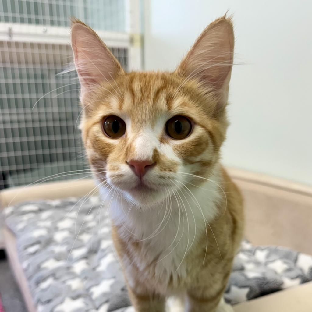 RJ, an adoptable Domestic Medium Hair in Zimmerman, MN, 55398 | Photo Image 3