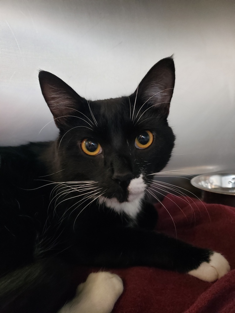 Hooey, an adoptable Domestic Short Hair in Challis, ID, 83226 | Photo Image 1