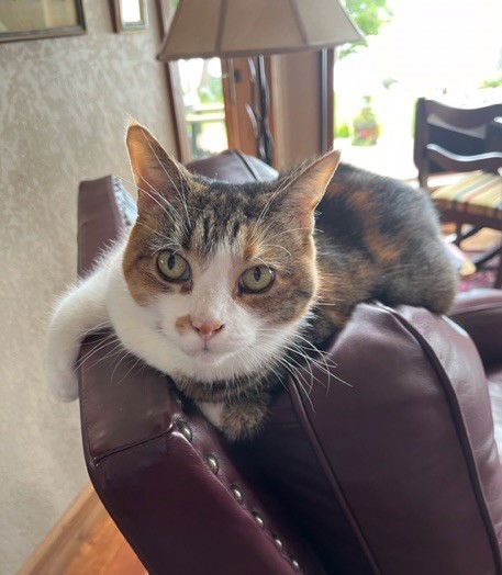 Noki, an adoptable Tabby, Calico in Traverse City, MI, 49686 | Photo Image 1