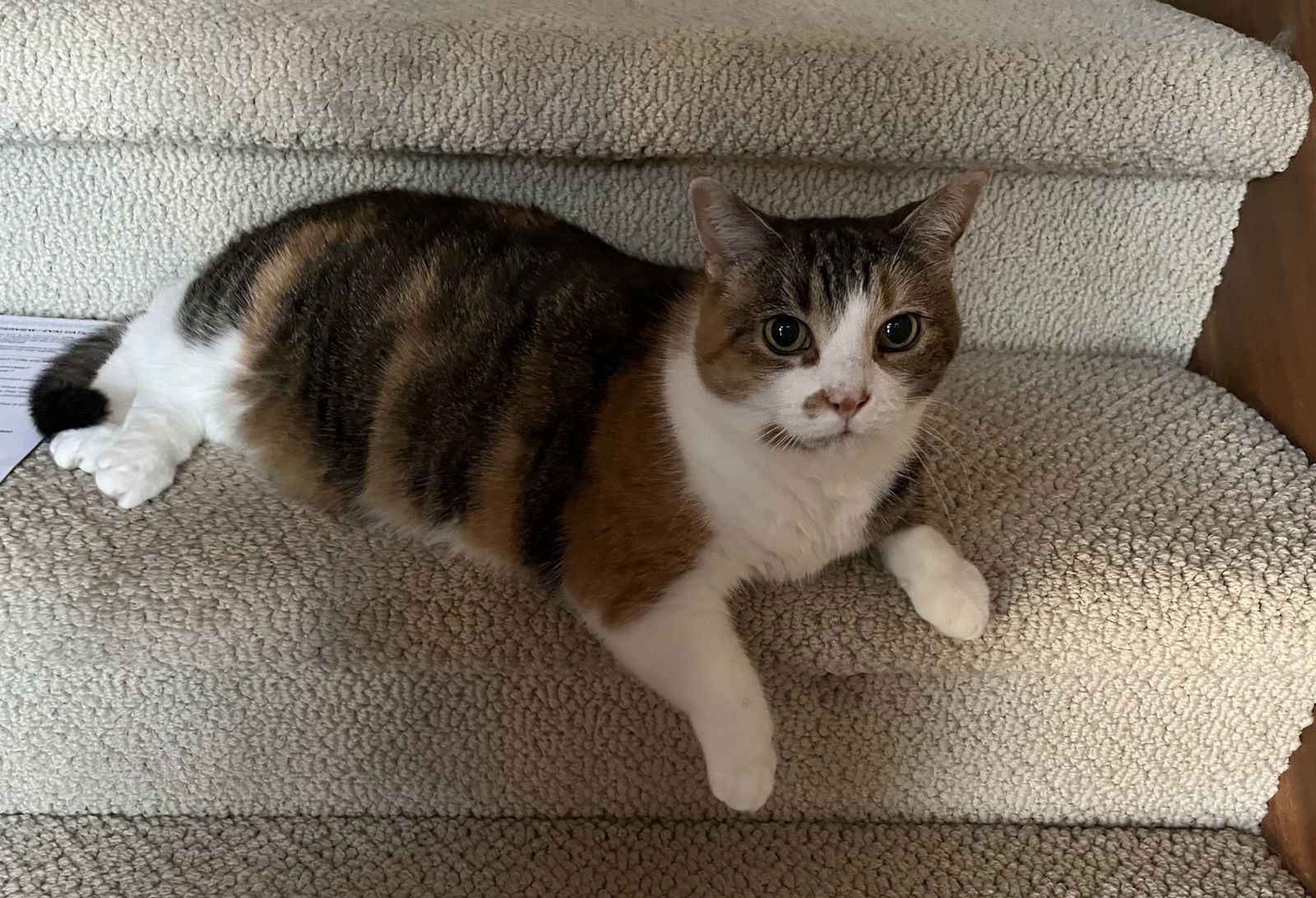 Noki, an adoptable Tabby, Calico in Traverse City, MI, 49686 | Photo Image 2