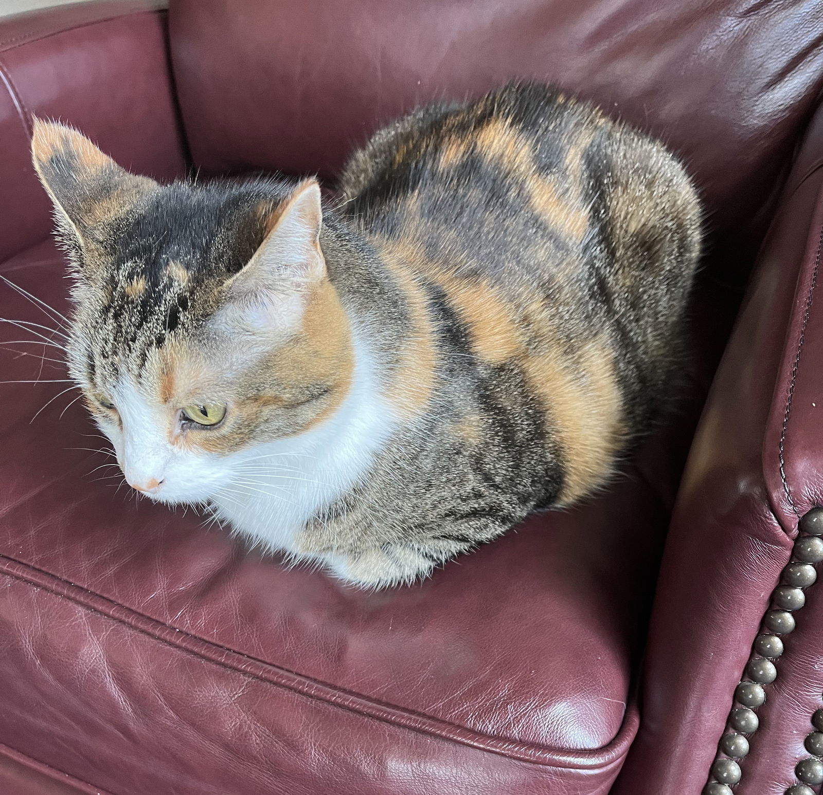 Noki, an adoptable Tabby, Calico in Traverse City, MI, 49686 | Photo Image 3