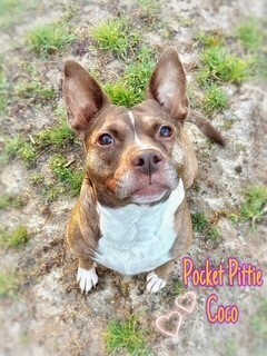 Coco, an adoptable Pit Bull Terrier in Wendell, NC, 27591 | Photo Image 1