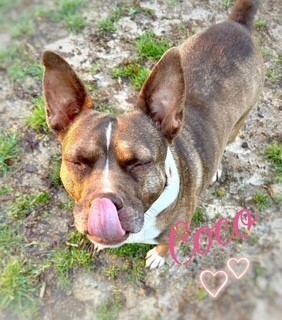 Coco, an adoptable Pit Bull Terrier in Wendell, NC, 27591 | Photo Image 2