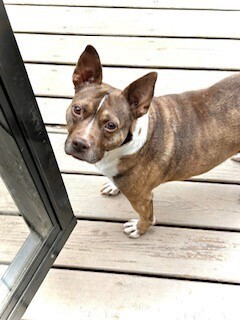 Coco, an adoptable Pit Bull Terrier in Wendell, NC, 27591 | Photo Image 3