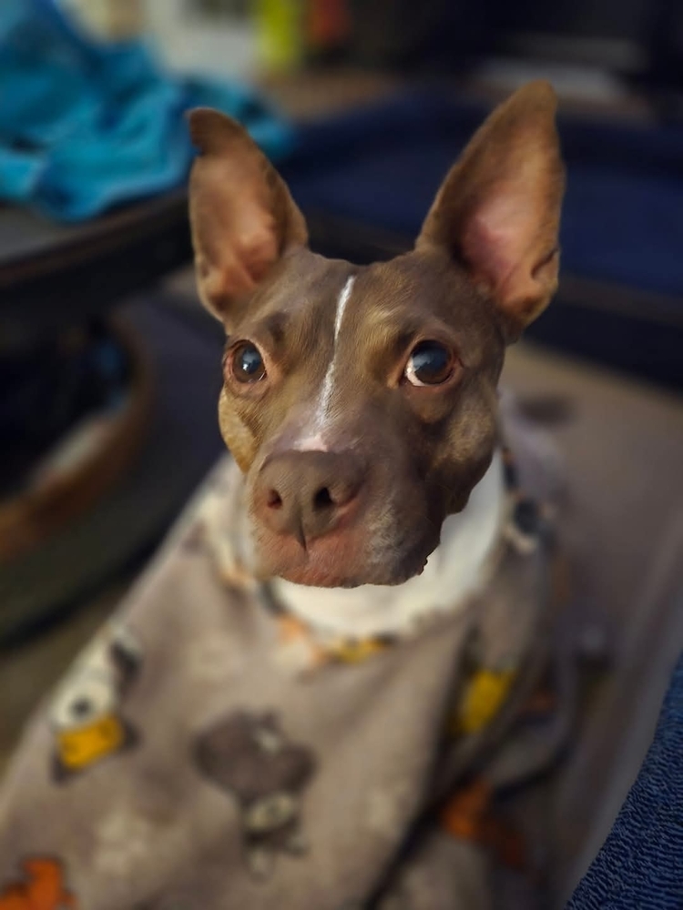 Coco, an adoptable Pit Bull Terrier in Wendell, NC, 27591 | Photo Image 4